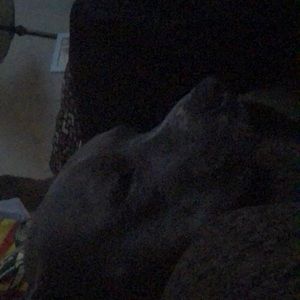 Meet your Posher, Dakota